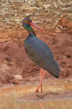 stork